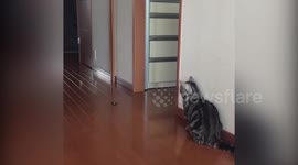 Cat vs plastic beetle