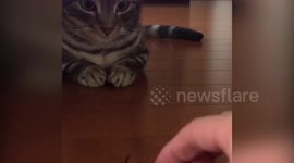 Cat vs plastic beetle part 2