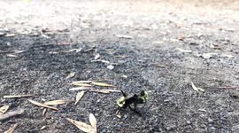 YouTubeR Viva Frei Discovers how bumblebees procreate