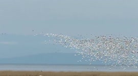 Snow geese in spring of 2018