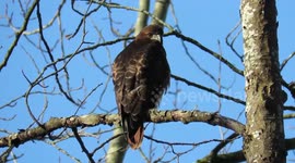 Beautiful red tailed hawk