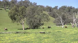Beautiful Highland Cattle in spring pasture