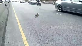 Thai authorities' rescue of monitor lizard appears heavy-handed