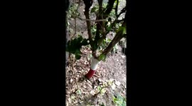 Tiger cub