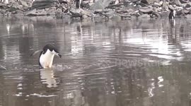 Chinstrap Penguins swimming through icy water to their rookery
