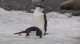 Cute Chinstrap Penguins on the snow - lying, stretching and standing