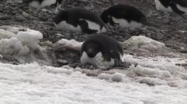 This doesn't look comfortable! Adélie Penguins on their stony nests