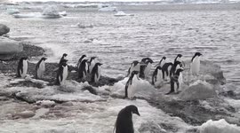 Adélie Penguins walking along a stony, icy beach - brrrr!