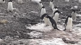Adélie Penguins on snow patch - one is eating snow!