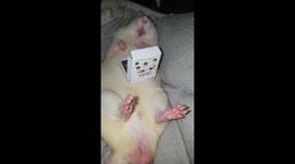 Rat relaxes with a box of Guylian chocolates