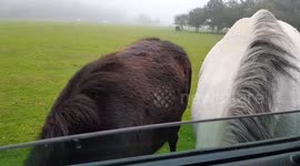 Dartmoor ponies after food in the back of the car