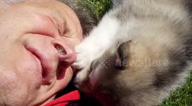 Cute 5 week old Alaskan Malamute Playful Reaction