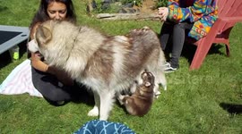 Alaskan Malamute Puppy Take Away