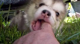 Alaskan Malamute Puppy Thinks My Finger is a Chicken Wing