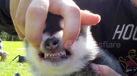 5 Week Old Alaskan Malamute Say Cheese