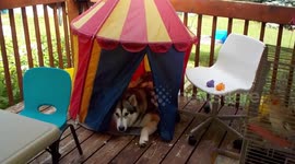 Sojou Alaskan Malamute tent cave