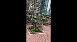 Trees felled and uprooted by Typhoon Mangkhut in Hong Kong