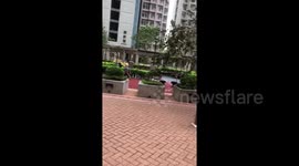 Trees felled and uprooted by Typhoon Mangkhut in Hong Kong