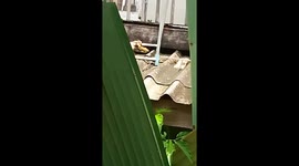 'Horror movie' moment 17ft long python is caught in living room roof after killing cat