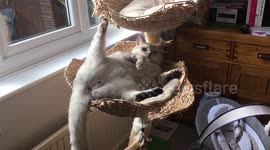 Crazy cat sleeping position