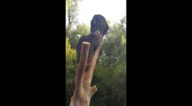 Naughty chimpanzees