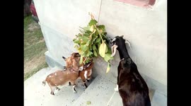 A Group Of Goat Are Eating Together ...