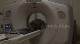 Sick sea lion battling cancer sees improvement after groundbreaking radiation treatment