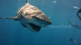 Diver comes face-to-face with hungry bull sharks
