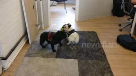 Two Bulldogs Rolling About