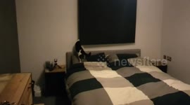 Cat investigates bedroom