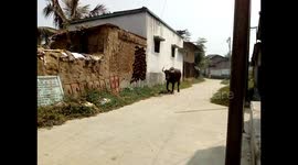 Big Buffalo Walking On Village Road Like King