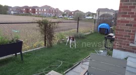 drone chases dog