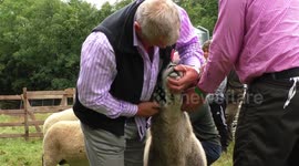 Judge deciding which is the best ram at Brough Show Cumbria