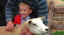 Young farmer helping his dad with a sheep at Brough show Cumbria
