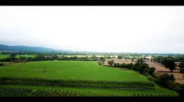 Vineyard enjoys its earliest harvest in over 35 years with grape yield up by over a third