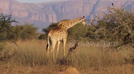 Baby giraffe take first steps thanks to mum at South African national park