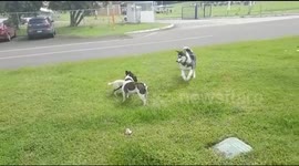 dogs playing around the park