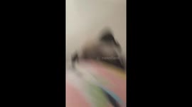 Cute pug puppie wants to play