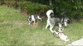 Puppies playing aroung
