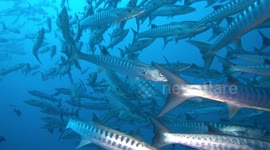 Huge School of Barracuda. B-roll footage 4K