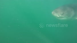 Hooked white shark with long steel fishing line hanging out of mouth