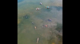 Peaceful manatees encircle canoeists off Florida coast