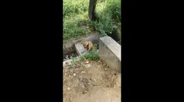 Struggle of a stray Dog