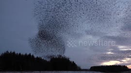 Incredible murmuration of starlings as thousands speed through the skies