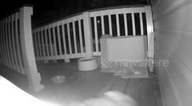 Baby Raccoon playing on our deck - part 2