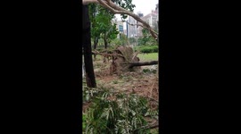 Trees uprooted in large public park after Typhoon Mangkhut slams Hong Kong