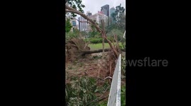 Massive trees uprooted in large public park after Typhoon Mangkhut slams Hong Kong