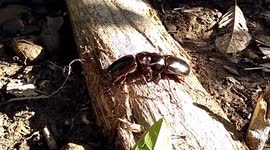 Beetle duel