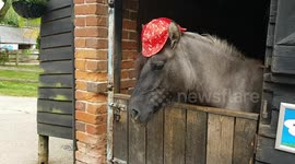 Horse loves wearing hats
