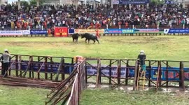 Buffalo Fighting festival